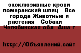 эксклюзивные крови-померанский шпиц - Все города Животные и растения » Собаки   . Челябинская обл.,Аша г.